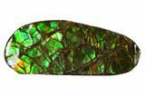 Iridescent Ammolite (Fossil Ammonite Shell) - Alberta, Canada #156729-1